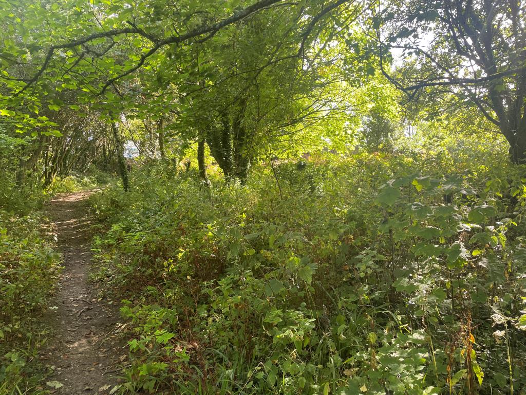 Lot: 117 - FREEHOLD LAND - Woodland with footpath from alternative angle